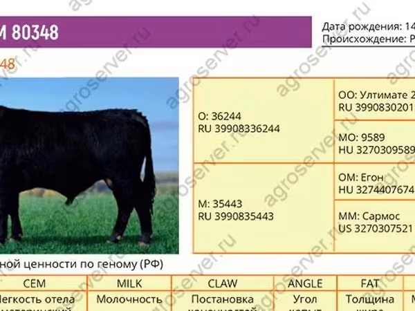 Bull, Aberdeen-Angus