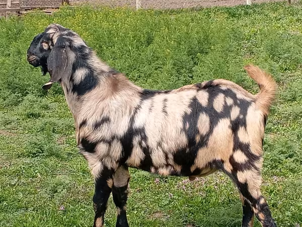 Billy Goat, Nubian Goat