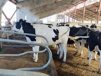 Cow, Holstein breed — photo 2