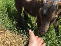 Goat, Nubian Goat — photo 3