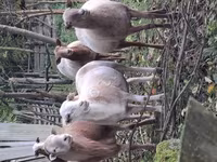 Ram, Katum sheep — photo 3