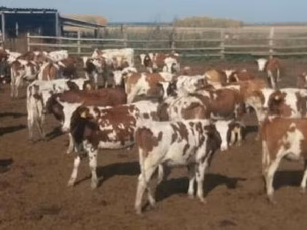 Razza Holstein