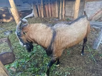 Billy Goat, LaMancha goats — photo 1