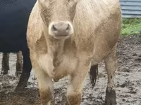 Bull, Jersey breed — photo 3