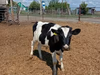 Bull, Russian Black pied cattle — photo 1