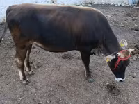 Bull, Alatau breed — photo 2
