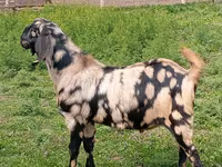 Billy Goat, Nubian Goat — photo 1