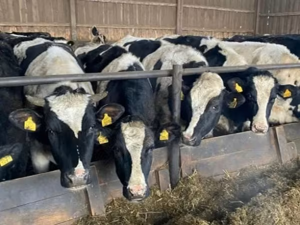 Cow, Russian Black pied cattle