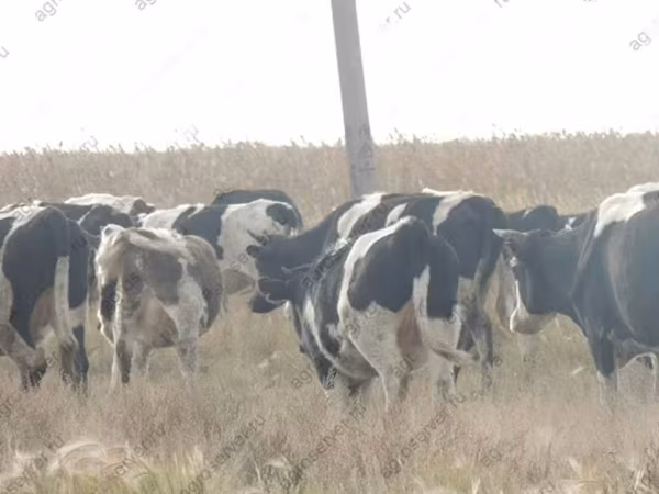 Bull, Holstein breed