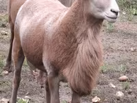 Ram, Katum sheep — photo 6