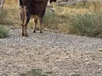 Billy Goat, Goats — photo 1