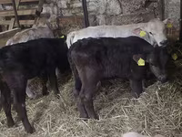 Bull, Simmental cattle — photo 1