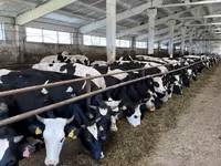Cow, Yaroslavl cattle — photo 2