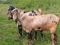 Billy Goat, Nubian Goat — photo 3