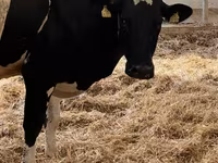 Cow, Holstein breed — photo 6