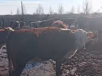Cow, Hereford — photo 1