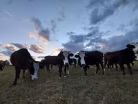 Cow, Holstein breed — photo 6