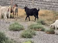 Billy Goat, Goats — photo 2