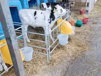Bull, Holstein breed — photo 8