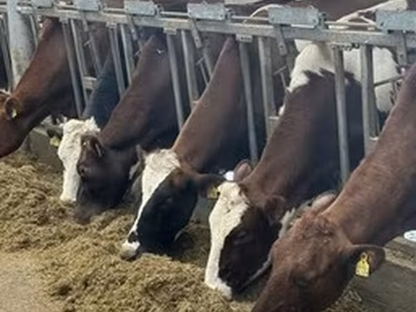 Mucca rossa danese