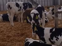 Bull, Holstein breed — photo 5