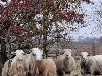 Ram, Katum sheep — photo 7