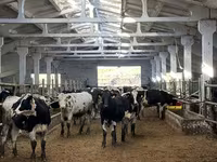 Cow, Holstein breed — photo 4