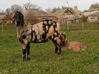 Billy Goat, Nubian Goat — photo 4