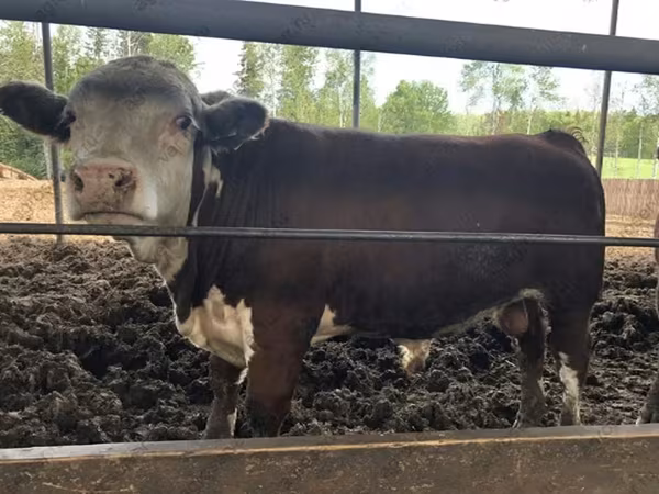 Bull, Hereford