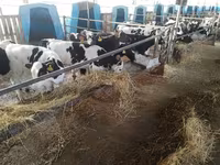 Bull, Swiss cattle — photo 5