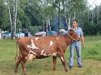 Cow, Holstein breed — photo 4