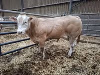 Bull, Blonde d’Aquitane cattle — photo 3