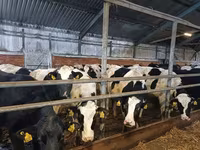 Cow, Holstein breed — photo 8