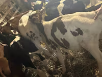 Bull, Simmental cattle — photo 4