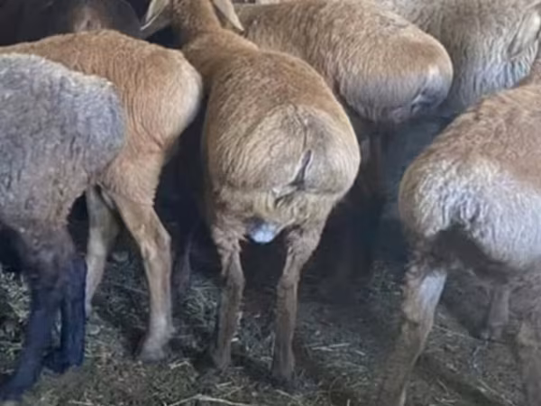 Sheep