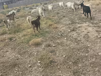 Billy Goat, Goats — photo 3