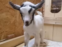 Goat, Australian Miniature goats — photo 2