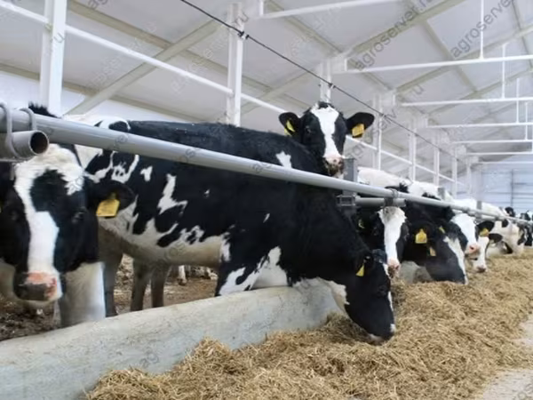 Cow, Holstein breed