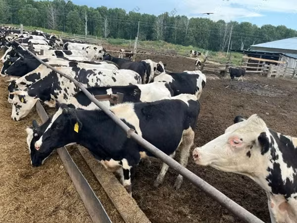 Bull, Russian Black pied cattle