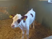 Cow, Simmental cattle — photo 1