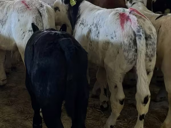Bull, Cattle