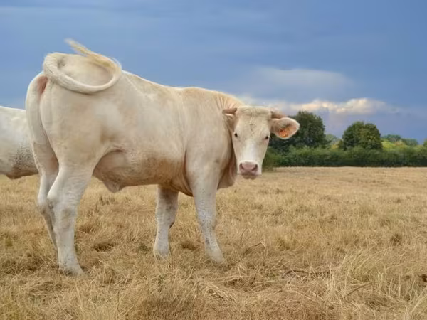Charolais cattle
