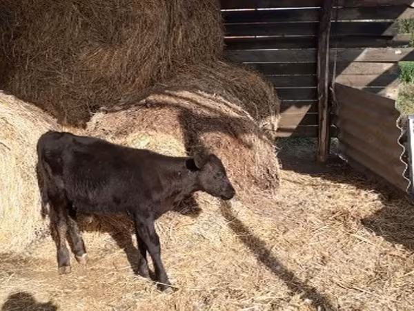 Bull, Cattle