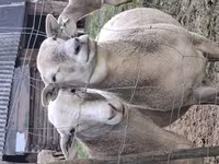 Ram, Katum sheep — photo 5
