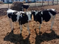 Bull, Russian Black pied cattle — photo 2