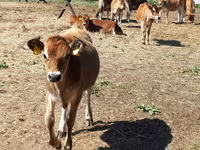 Bull, Jersey breed — photo 1
