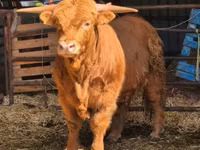 Bull, Highland — photo 1