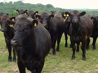 Cow, Holstein breed — photo 7