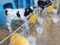 Bull, Holstein breed — photo 7