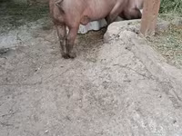Boar, Дюрок — photo 3